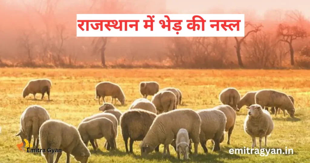 राजस्थान में भेड़ की नस्ल