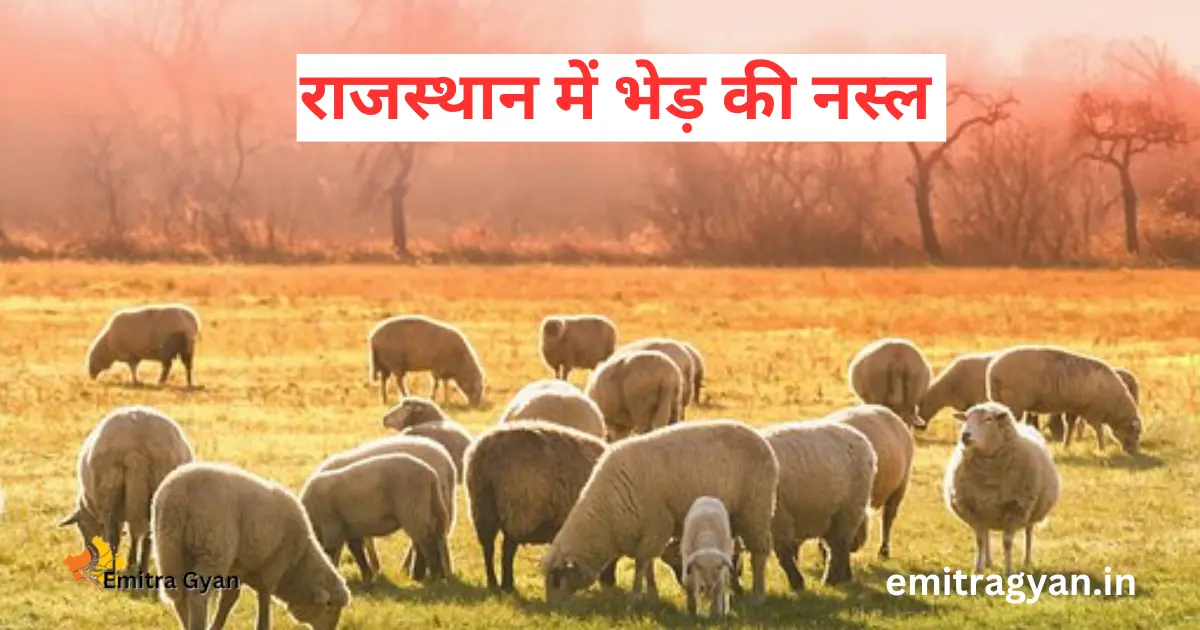 राजस्थान में भेड़ की नस्ल
